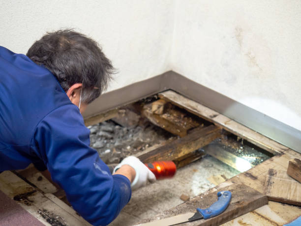Best Residential Mold Removal  in Luxora, AR