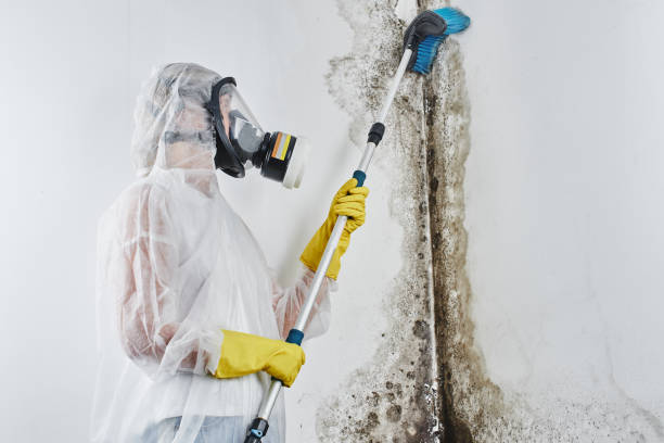 Best Toxic Mold Removal  in Luxora, AR