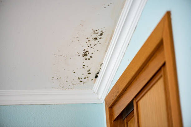 Best Black Mold Removal  in Luxora, AR