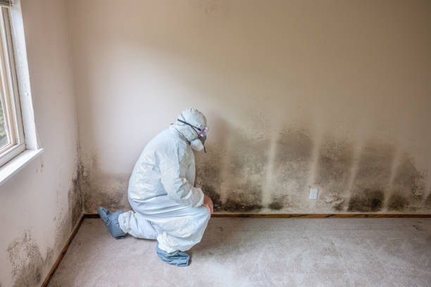 Professional Mold Removal in Luxora, AR