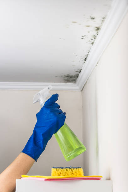 Best Commercial Mold Removal  in Luxora, AR
